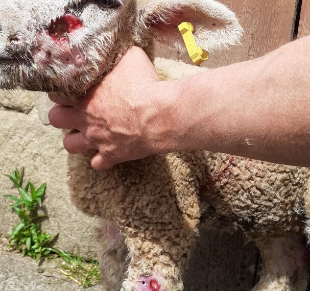 Traumatic’ incidents of livestock worrying