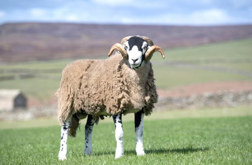 Ewe takes top spot in historic show