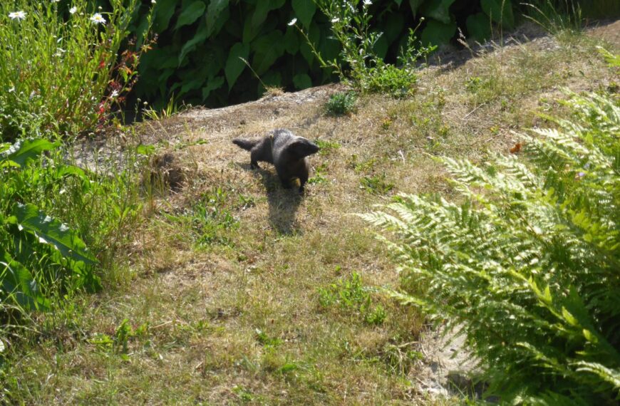 Fears over mink’s threat to native wildlife in dale