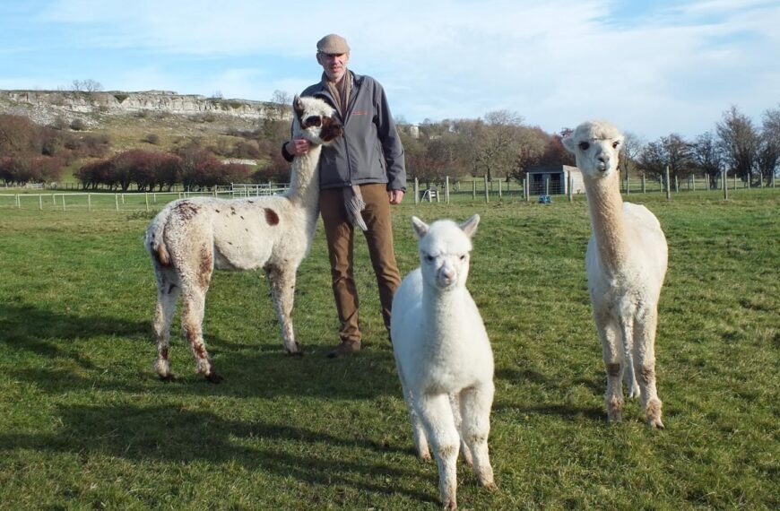 Teesdale Alpacas business appeals for&hellip;