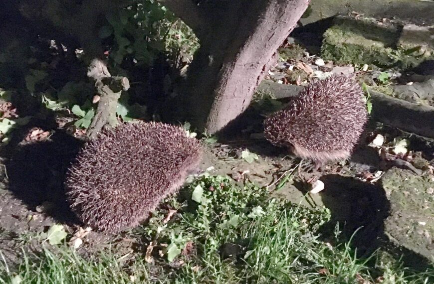Can you become a hedgehog champion?