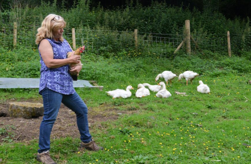 Broody hen becomes Mother Goose