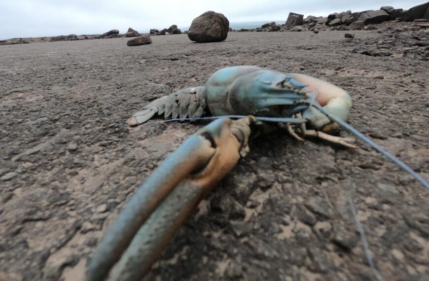 Destructive species spreads in dale