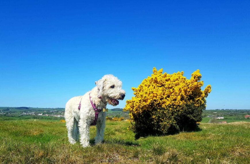 Virtual pet show to raise…