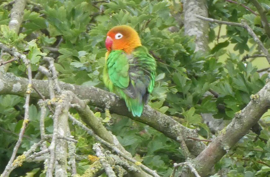 Lovebird takes up home in Startforth