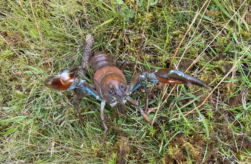 Concern over crayfish at another…