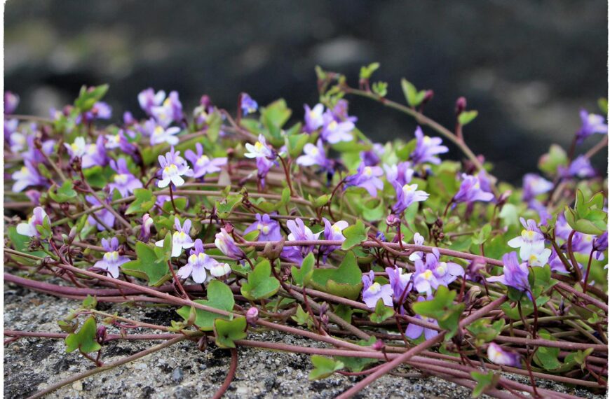 Flora and fauna: Little plant…
