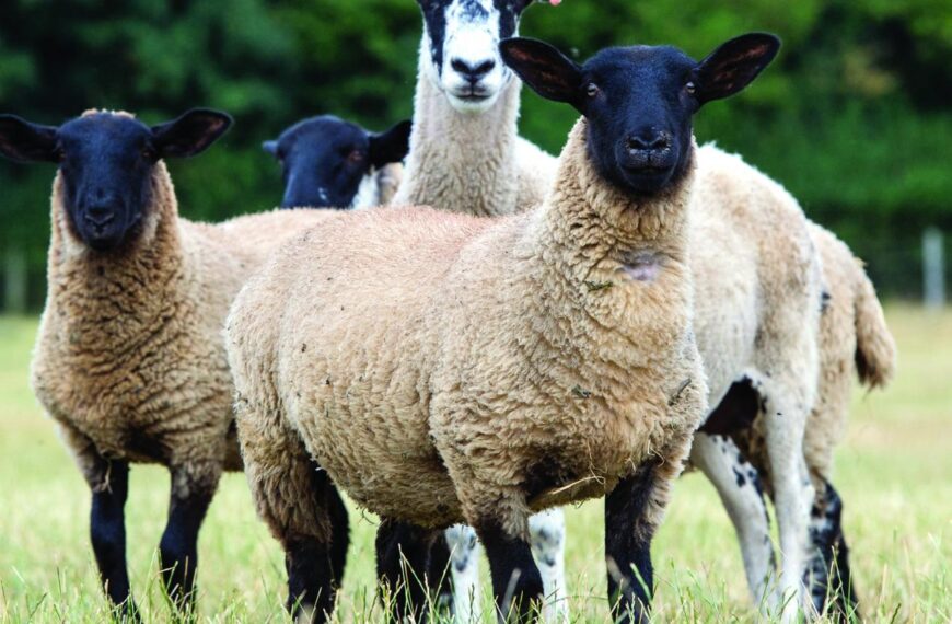 2020 Mule lambs in ‘peak condition’ for autumn sales