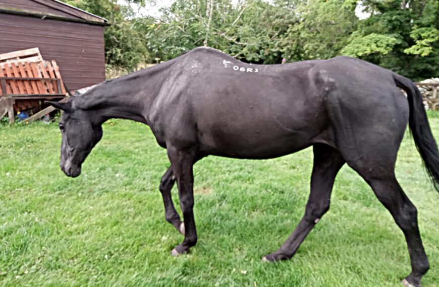 Grand old Merrylegs reaches 35