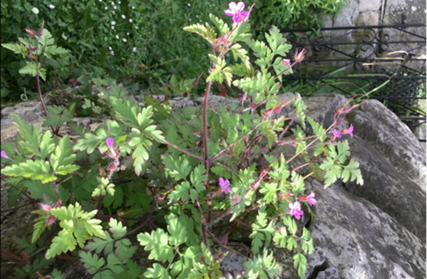 Flora and fauna: Don’t turn your nose up at Stinking Bob
