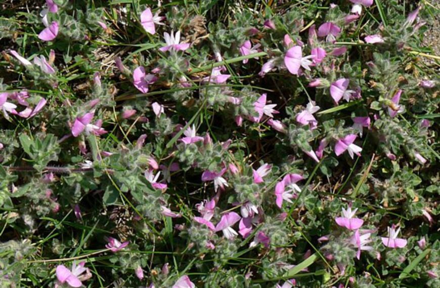 Flora and fauna: Tenacious plant with therapeutic benefits