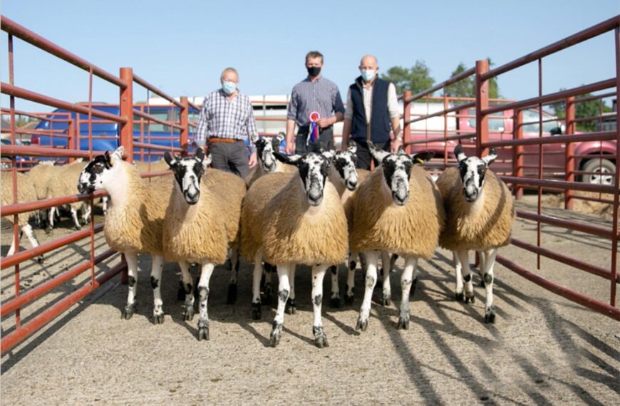 Dale farmers showcase their marvellous Mules