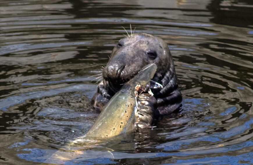 Fishing the Tees: Catch and&hellip;