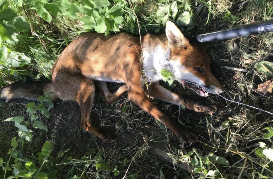 RSPCA release fox caught in&hellip;