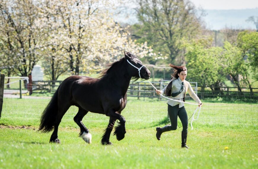 Green light for Dales Pony tourism scheme