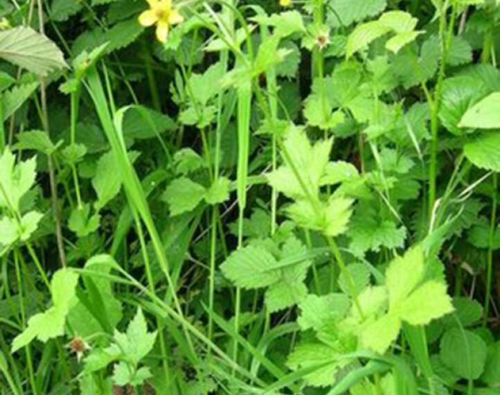 Avens above! The virtuous ‘blessed…
