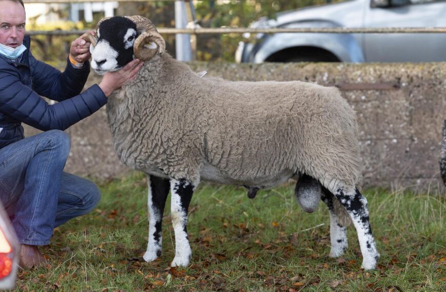 Dale ram achieves £24,000 at…