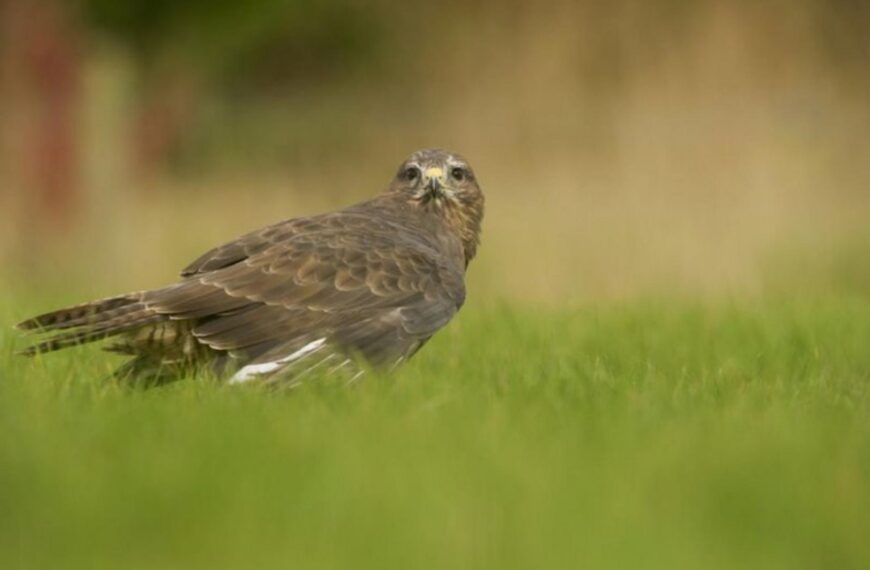 Nature Notes – Bright future for our birds of prey