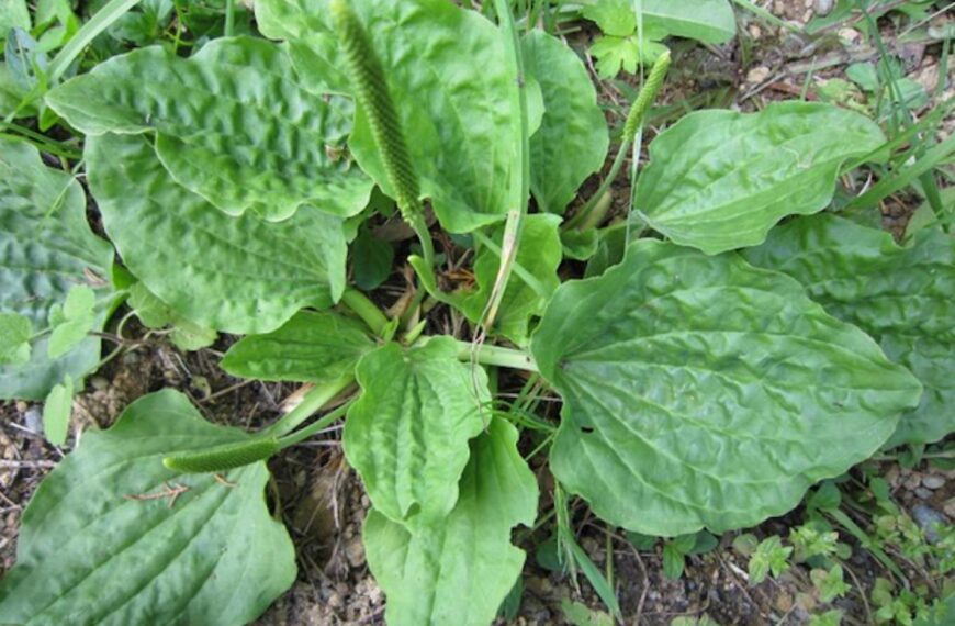 Flora and Fauna: Plant to&hellip;