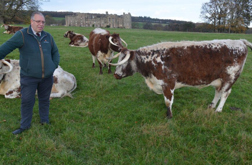 Raby Castle-bred cow is champion longhorn