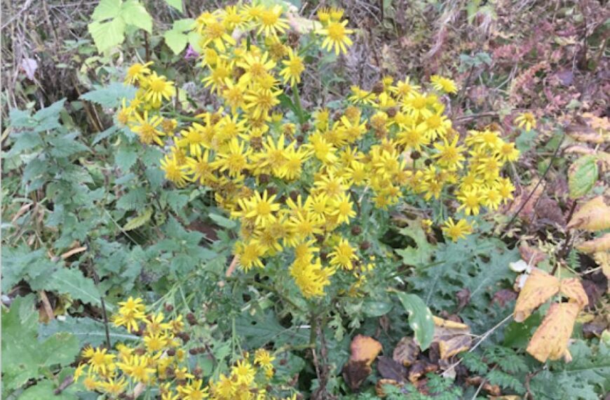 Flora and fauna – Colourful weed with a poisonous dark side