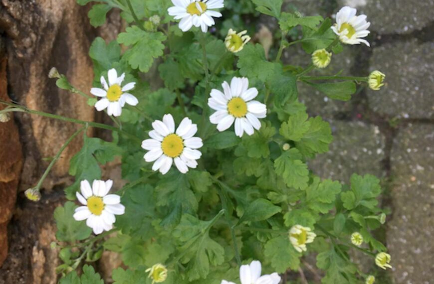Flora and Fauna: Feverfew –…