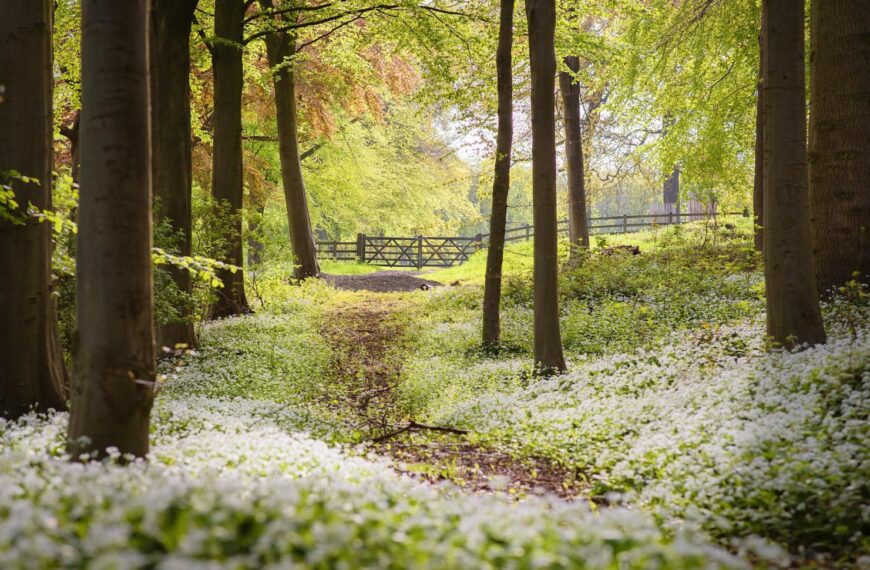 New schemes launched in bid to increase tree planting in North Pennines