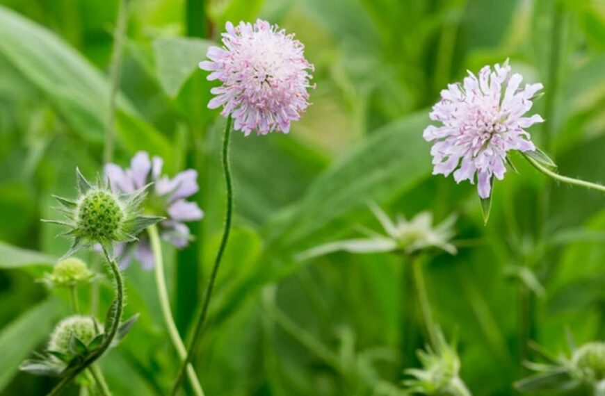 Flora and fauna: A plant that hints at more varied habitats