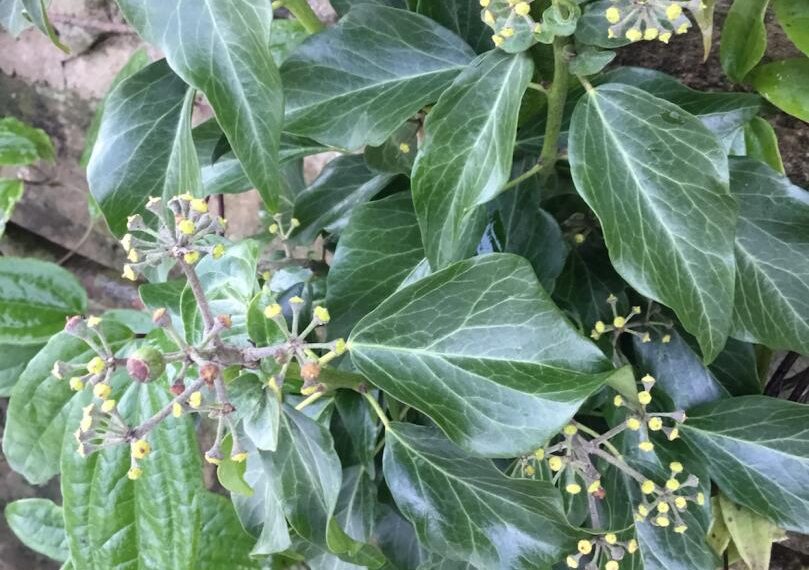 Flora and fauna: Opinion split over damage done by ivy