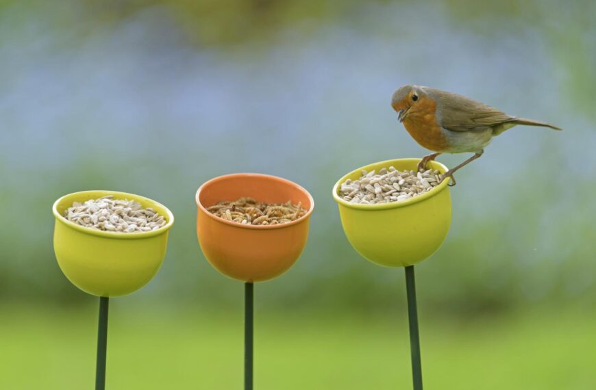 Watch the birdies…residents urged to join annual RSPB survey
