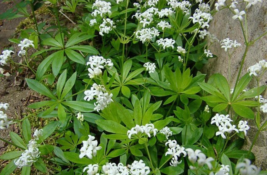 Flora and Fauna: Take care, ‘master of the woods’ could invade your garden