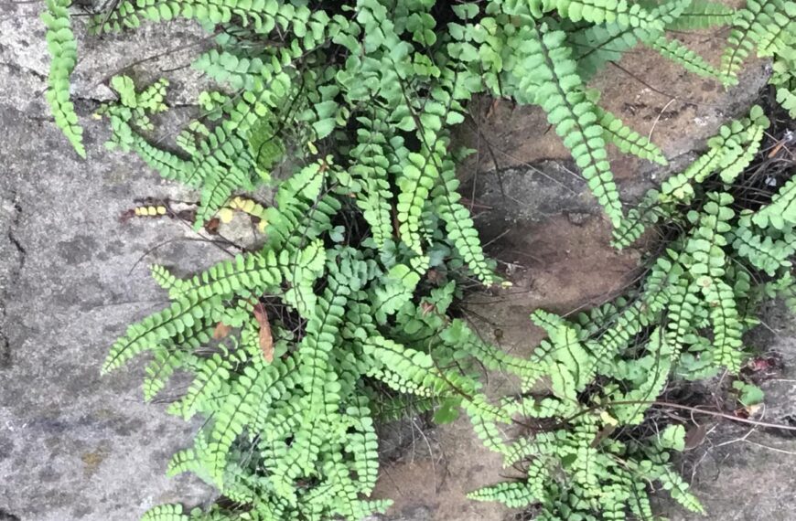 Flora and Fauna: Indicator of clean air… and a cure for hiccups