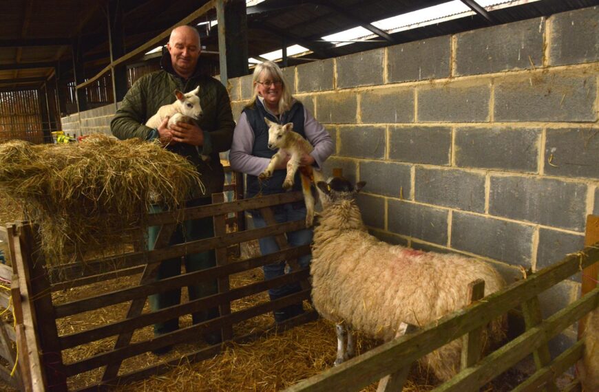 Lambing drama at dale farm plays out for TV cameras