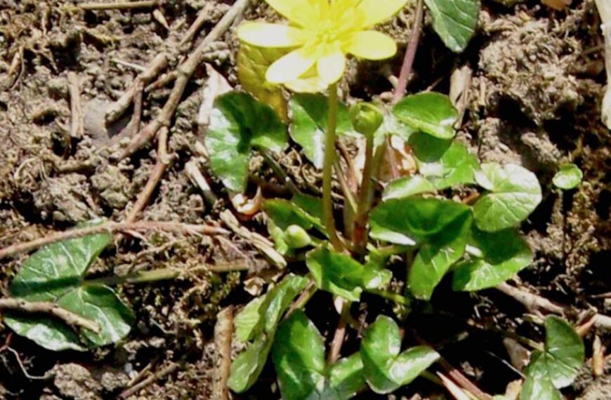 Flora and fauna: Why wage war against such a cheerful, golden star-like flower?