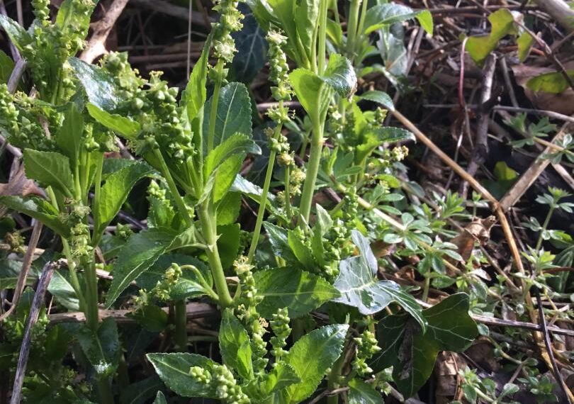 Flora and fauna: A clever plant – but nothing to do with dogs