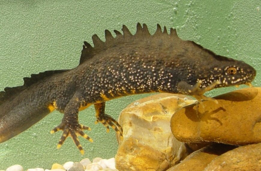 Creation of ponds ‘will safeguard endangered great crested newts’