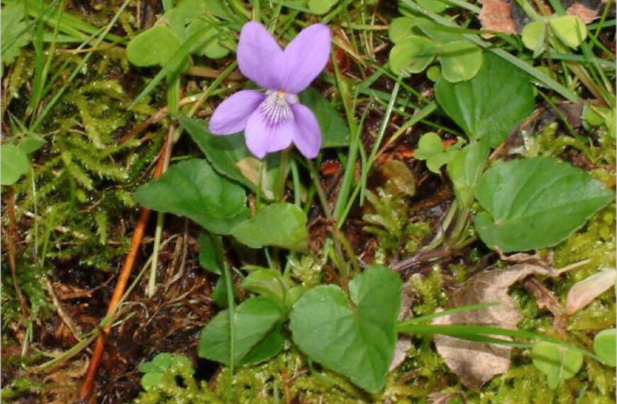 Flora and fauna: Don’t be put off by this ‘dog’ of a flower