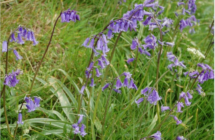 Flora and fauna: Harbinger of summer to lift the spirits