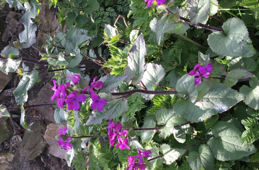 Flora and fauna: Strange and&hellip;