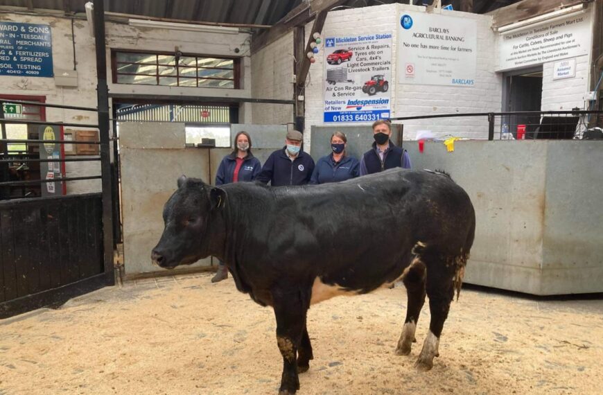 Champion heifer at Middleton mart sells for £1,750