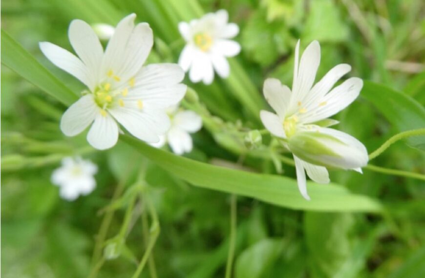 Flora and fauna: Herbal remedy&hellip;