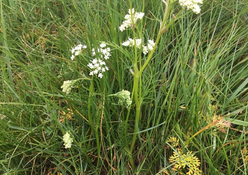 Flora and fauna: No more digging for once plentiful pignuts