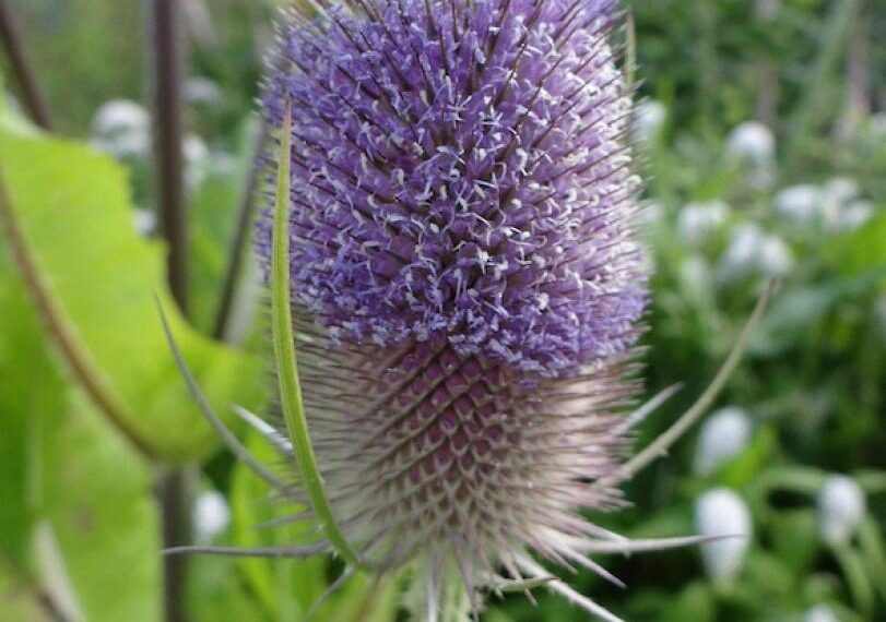 Flora and fauna: History of…