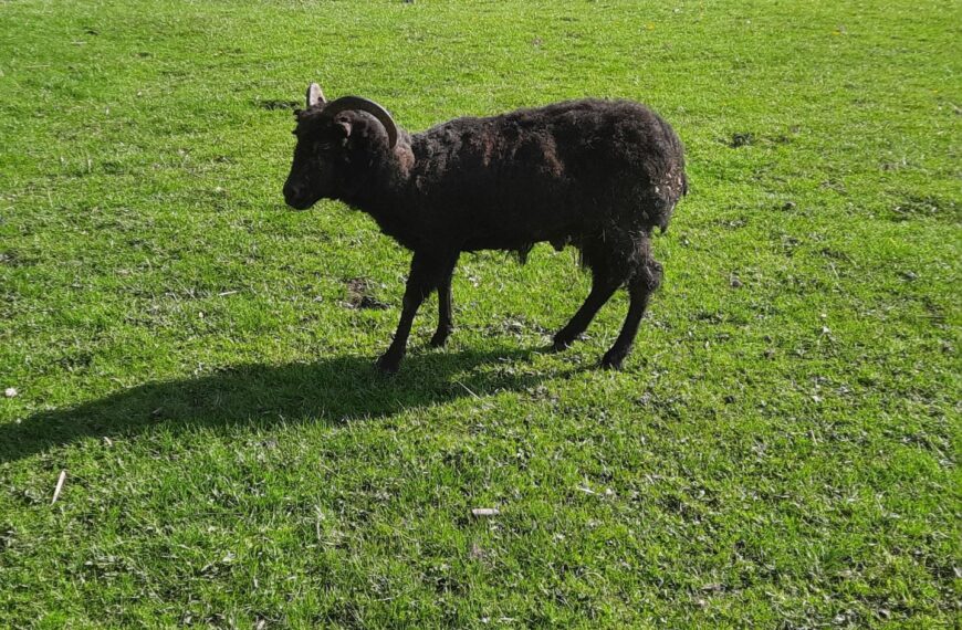 Ewe’ll never believe the age of Miss Piggy the Hebridean sheep