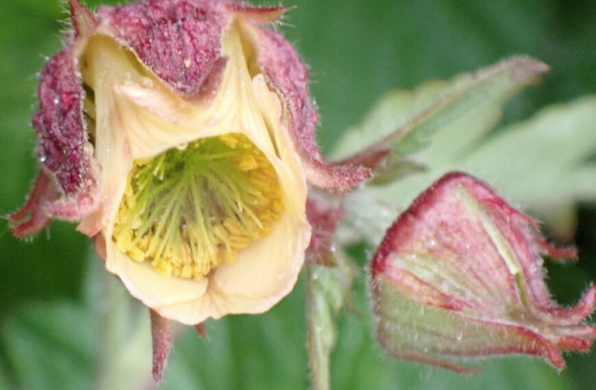 Flora and fauna: Take a closer look at ‘complex’ water aven