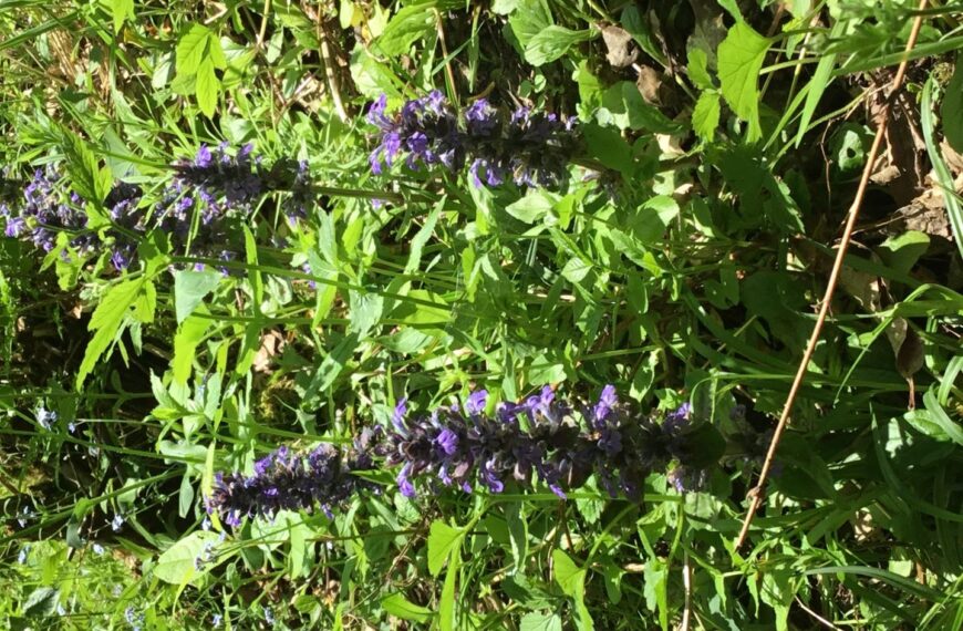 Flora and fauna: The creeping&hellip;