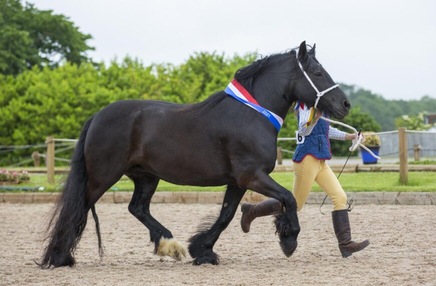 It’s showtime again as ponies go back in the ring