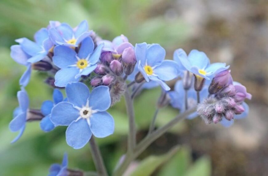 Flora and fauna: Forget-me-not, cried the drowning knight