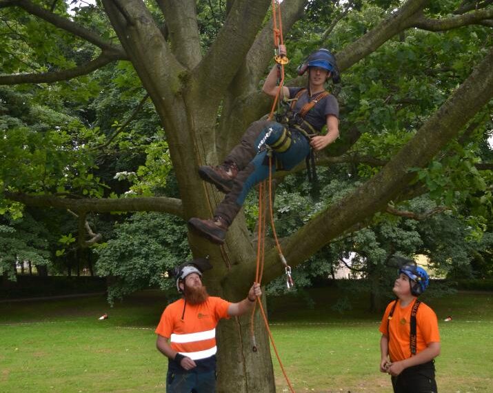 Ancient oak ‘good for a…
