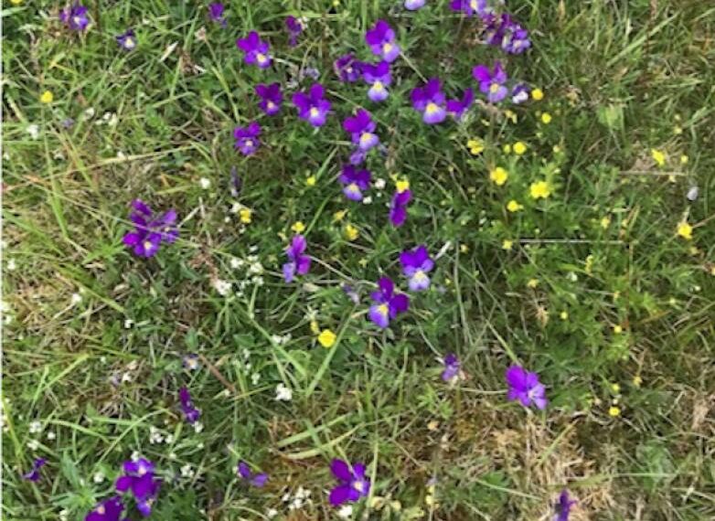 Flora and fauna: A flower…